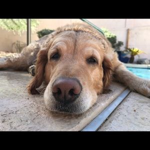 Meet your Posher, Tayler